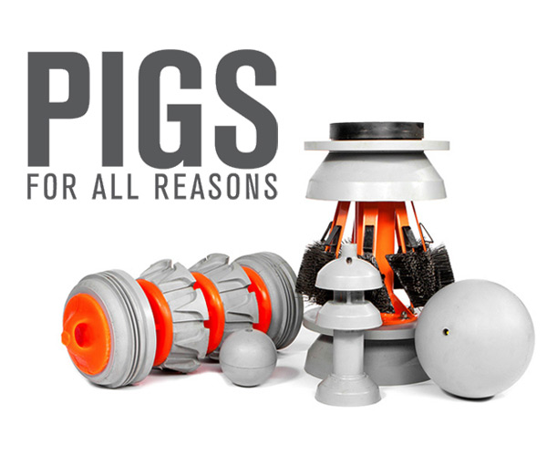 Pigs Photo
